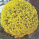 Draba aizoides