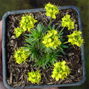 Draba athoa v leiocarpa