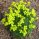 Draba bryoides imbricata ex Sisk.( rigida bryoides)