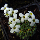 Draba dedeana