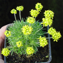 Draba hispanica