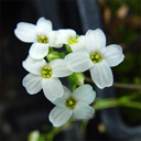 Draba ossetica v racemosa