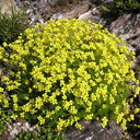 Draba rigida #858