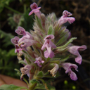 Dracocephalum botryoides