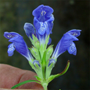 Dracocephalum ruyschianum