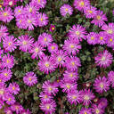Drosanthemum hispidum