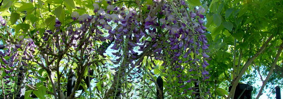 Vines