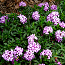 Daphne x kazbali (rollsdorfii) 'Arnold Cihlarz'