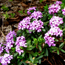 Daphne cneorum f. verlotii x arbuscula