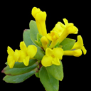 Daphne calcicola