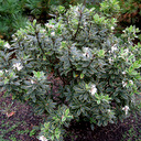 Daphne caucasica 'variegata' smaller