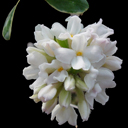 Daphne caucasica variegated transatlantica?