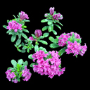 Daphne circassica #1 best