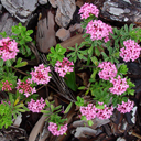 Daphne cneorum variegata
