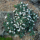 Daphne jasminea 'Delphi Form'