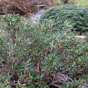 Daphne oleoides