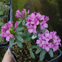 Daphne sericea Compact Form