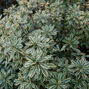Daphne x Burkwoodii 'G.K. Argules'