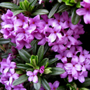 Daphne x kazbali (rollsdorfii) 'Wilhelm Schacht' (larger)