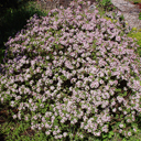 Daphne x burkwoodii 'Silveredge' smaller