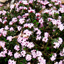 Daphne x hendersonii (larger)