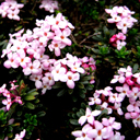 Daphne x hendersonii 'Earnst Hauser'
