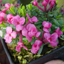 Daphne x hendersonii 'Kath Dryden'