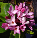 Daphne x mantensiana 'Manten' (smaller)
