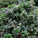 Daphne x mantensiana 'Audrey Vochins'