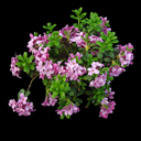 Daphne x napolitana 'Meon' larger