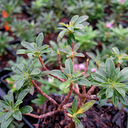 Daphne x rossetii