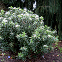 Daphne x transatlantica 'Summer Ice'