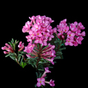 Daphne x whiteorum 'Beauworth'