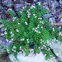 Daphne x whiteorum 'Kilmeston' larger