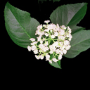 Decumaria barbara 'Barbara Ann' Decumaria barbara 'Barbara Ann'