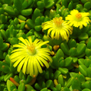 Delosperma aff. nubigeanum