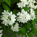 Deutzia gracilis