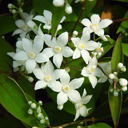 Deutzia setchuensis v. corymbiflora