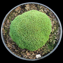 Dianthus arpadianus ssp pumilus