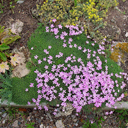 Dianthus freynii