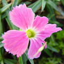 Dianthus gratiopolitanus 'Karlik'