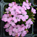 Dianthus microlepis Blue Piatek Hyb