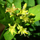 Diervilla sessilifolia 'Butterfly'