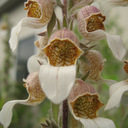 Digitalis davisiana