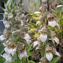 Digitalis lanata