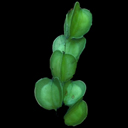 Dioscorea villosa Dioscorea villosa