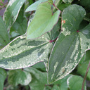 Dioscorea batatus variegata