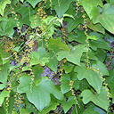 Dioscorea quinquilobata Dioscorea quinquilobata