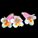 Dipelta aff. floribunda DJHC 789