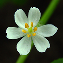 Diphylleia cymosa
